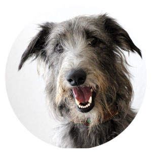 Áine Bürohund & Ruhepol